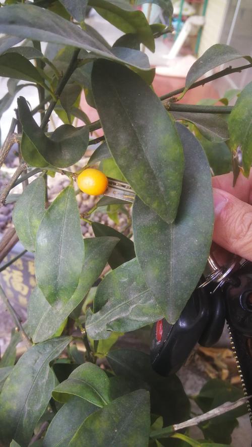 金桔长刺品种有哪些？-图2