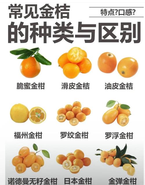 金桔长刺品种有哪些？-图1