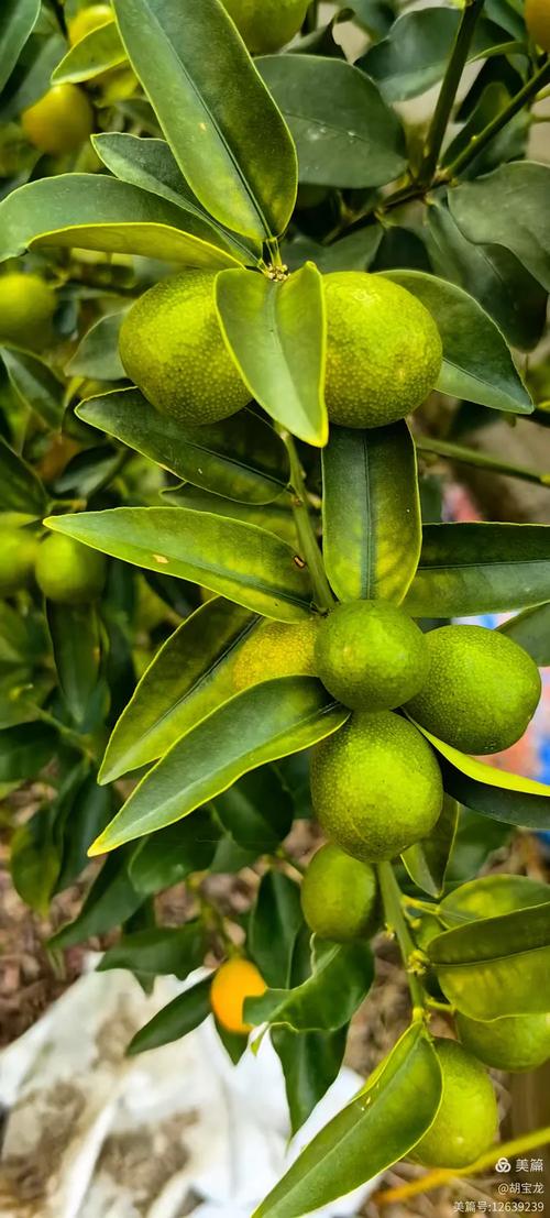 金桔长刺品种有哪些？-图3