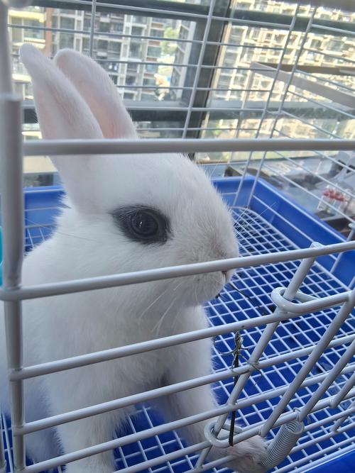 家养小兔子有哪些品种？-图2