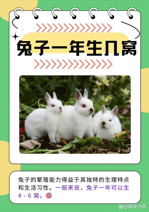 肉兔品种哪个繁殖最快?-图3 肉兔品种哪个繁殖最快?-图3