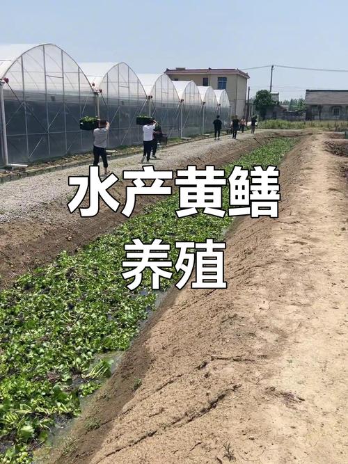 黄鳝养殖技术哪里学？-图2