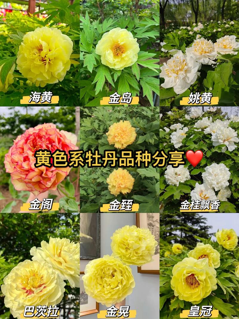 牡丹品种名称究竟有多少种?-图1 牡丹品种名称究竟有多少种?-图1