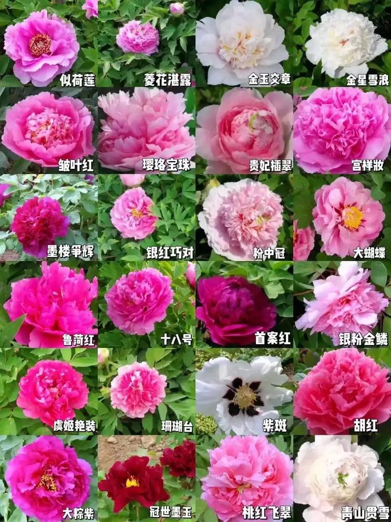 牡丹品种名称究竟有多少种?-图2 牡丹品种名称究竟有多少种?-图2