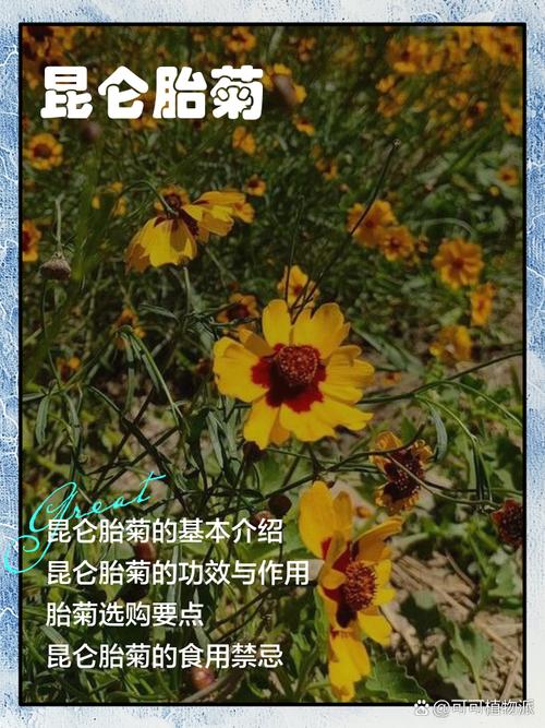 最新胎菊种植技术视频有何关键要点？-图2
