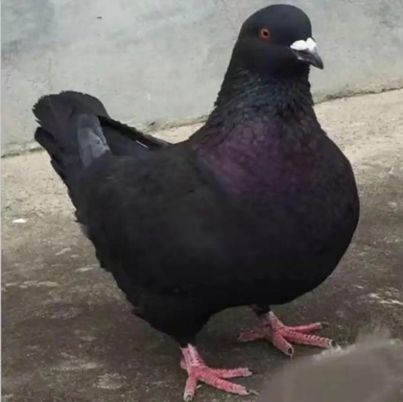 河北适合养哪些鸽子品种?-图3 河北适合养哪些鸽子品种?-图3