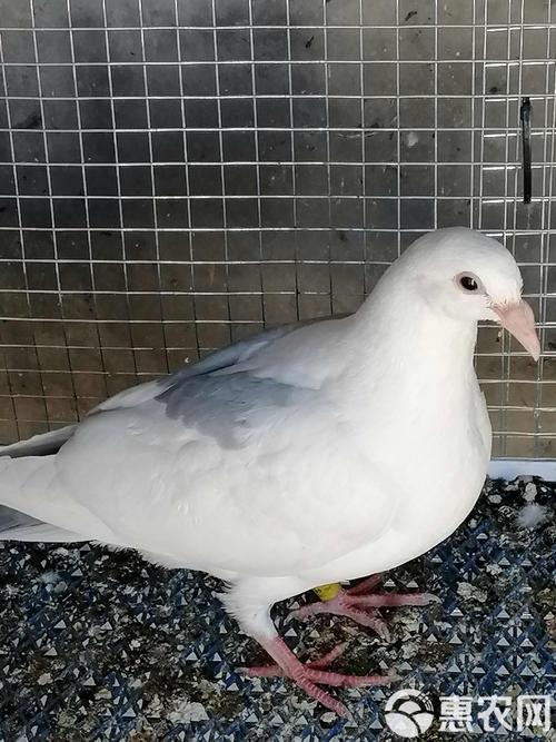 河北适合养哪些鸽子品种?-图2 河北适合养哪些鸽子品种?-图2