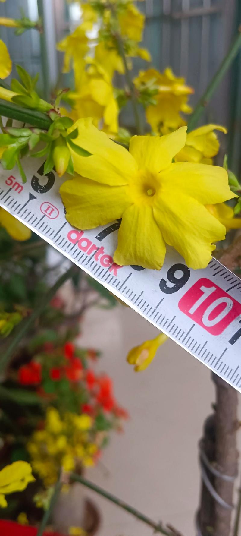 迎春花品种有多少?图片能分清吗?-图2 迎春花品种有多少?图片能分清吗?-图2