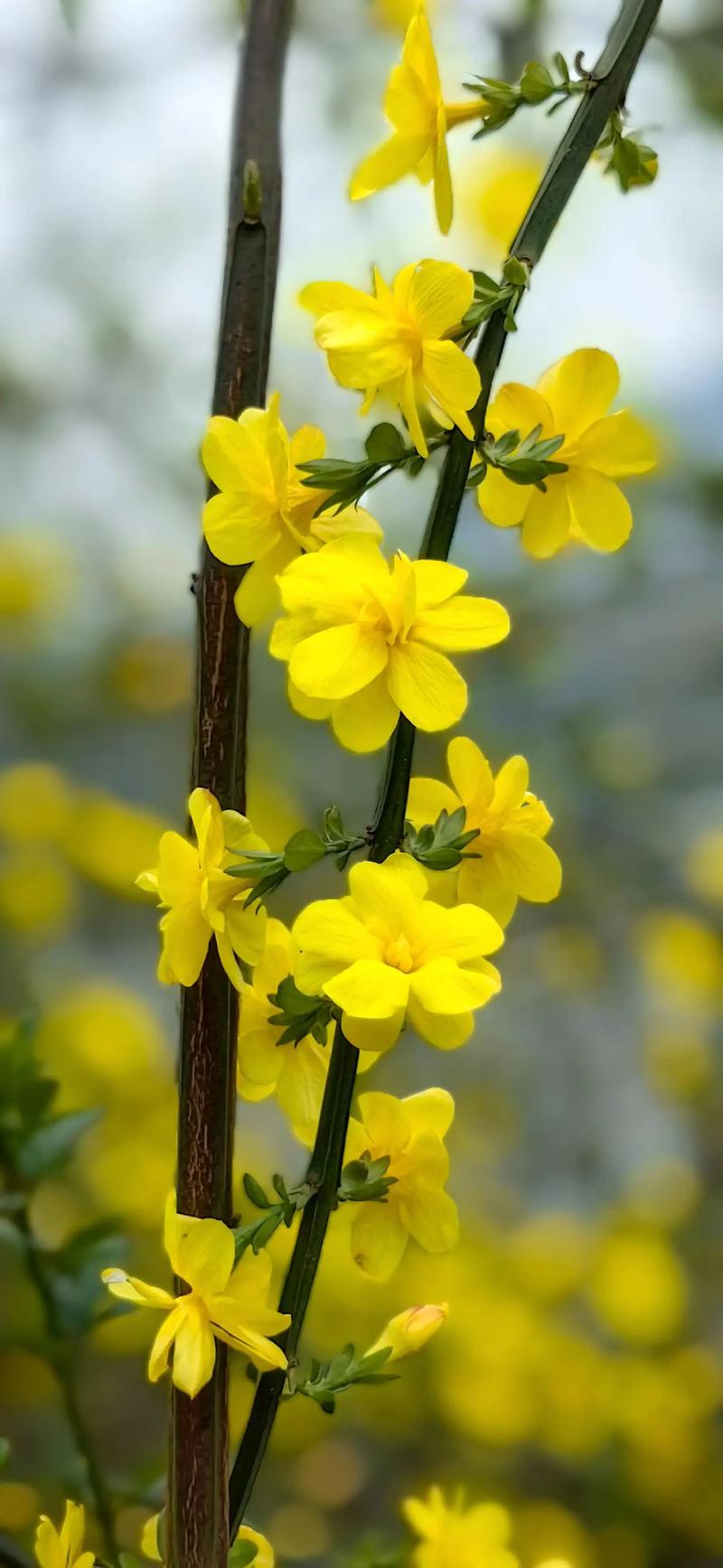 迎春花品种有多少?图片能分清吗?-图1 迎春花品种有多少?图片能分清吗?-图1