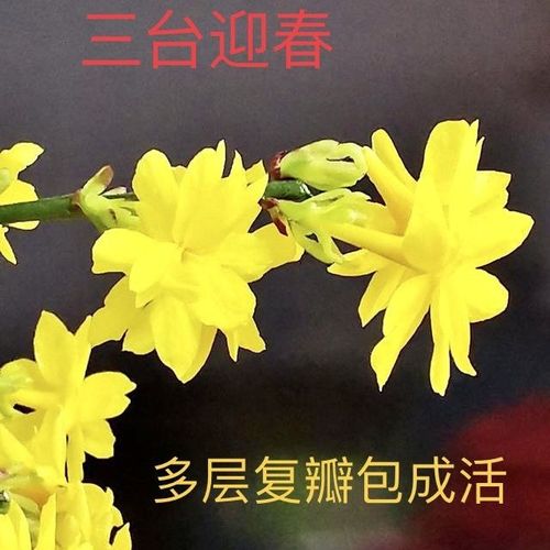 迎春花品种有多少?图片能分清吗?-图3 迎春花品种有多少?图片能分清吗?-图3