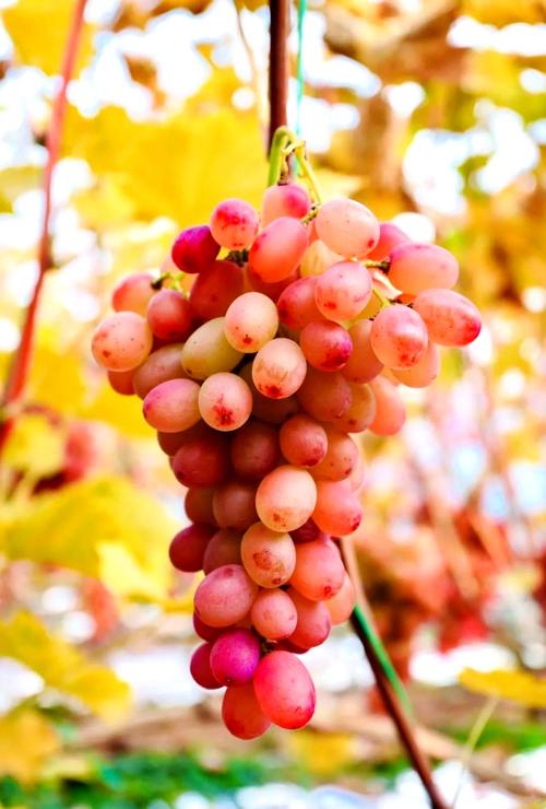 冰葡萄一年能结果两季?-图3 冰葡萄一年能结果两季?-图3