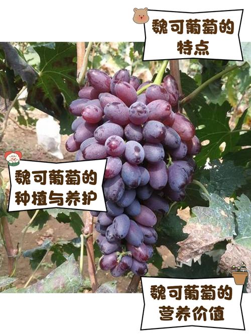 冰葡萄一年能结果两季？-图2