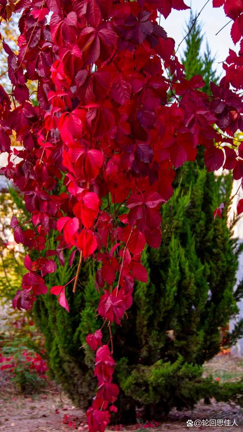 红叶爬山虎是哪个品种?-图1 红叶爬山虎是哪个品种?-图1