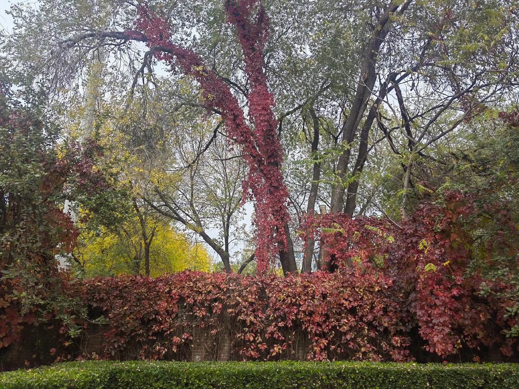 红叶爬山虎是哪个品种?-图3 红叶爬山虎是哪个品种?-图3