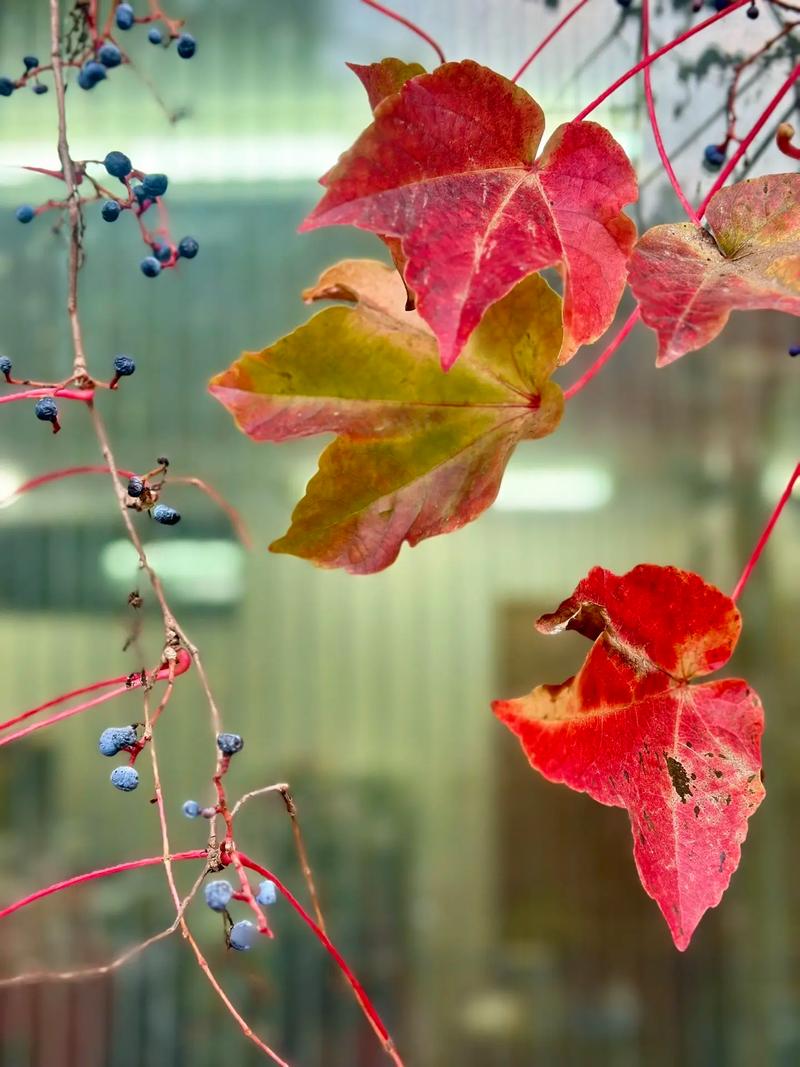 红叶爬山虎是哪个品种？-图2