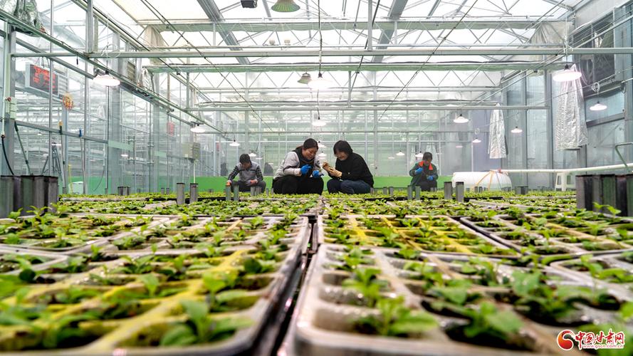 苹果高产栽培技术视频-图2