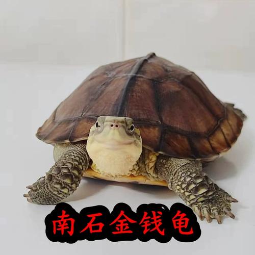 石金钱龟苗价格2025-图2 石金钱龟苗价格2025-图2