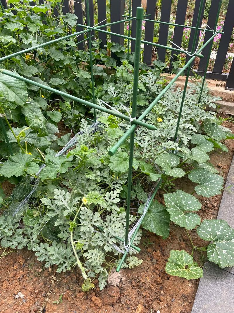 西瓜搭架栽培视频,技术要点有哪些?-图1 西瓜搭架栽培视频,技术要点有哪些?-图1