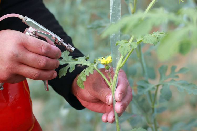 西瓜搭架栽培视频,技术要点有哪些?-图3 西瓜搭架栽培视频,技术要点有哪些?-图3