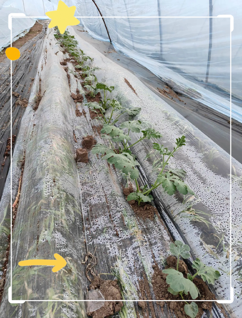 西瓜搭架栽培视频,技术要点有哪些?-图2 西瓜搭架栽培视频,技术要点有哪些?-图2