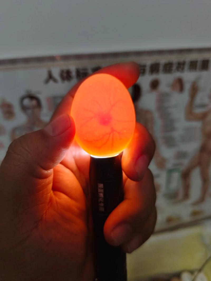孵化小鸡照蛋技术视频-图1 孵化小鸡照蛋技术视频-图1