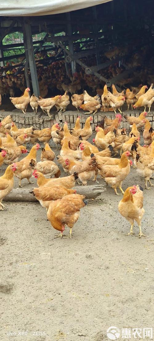 啥品种的蛋鸡适合散养-图2