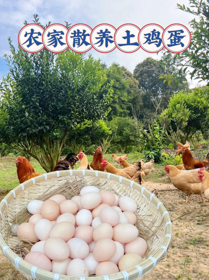 啥品种的蛋鸡适合散养-图3