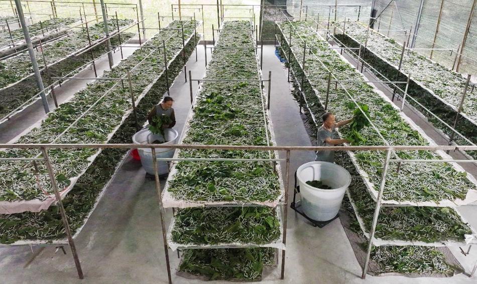 山东柞蚕室内养殖技术要点有哪些？-图2