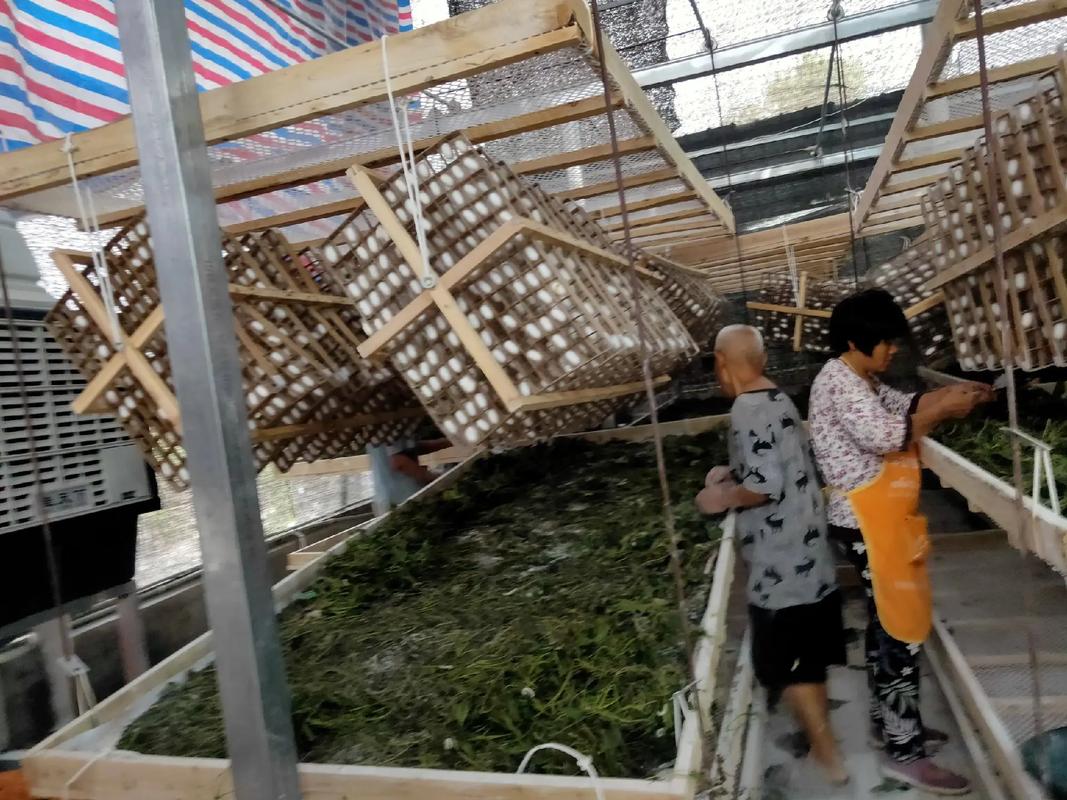 山东柞蚕室内养殖技术要点有哪些?-图1 山东柞蚕室内养殖技术要点有哪些?-图1