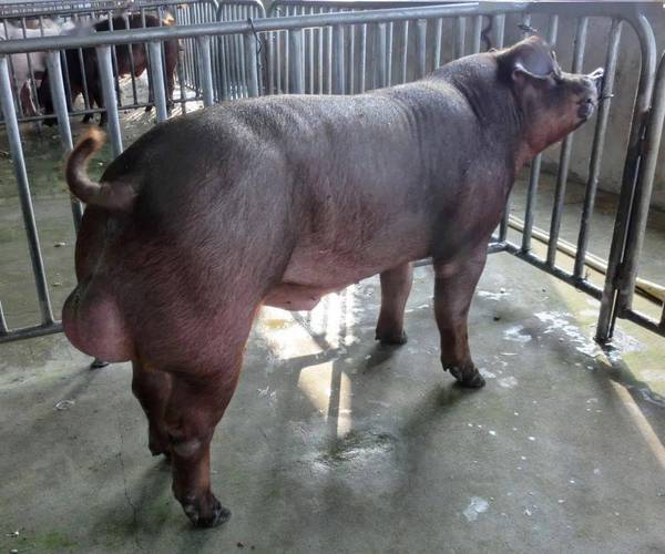 种公猪饲养新技术集锦-图3 种公猪饲养新技术集锦-图3