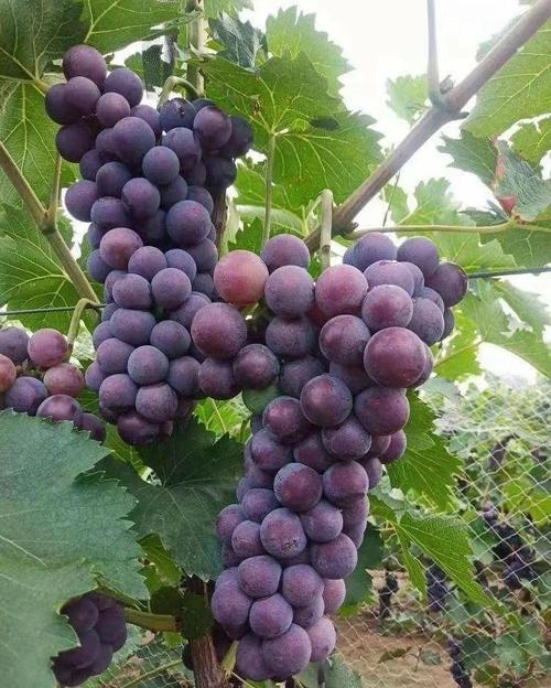 10月份成熟葡萄品种-图1 10月份成熟葡萄品种-图1