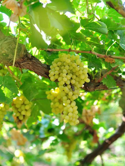 10月份成熟葡萄品种-图2 10月份成熟葡萄品种-图2