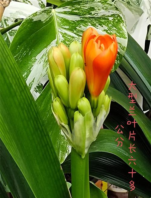 君子兰哪些品种不开花-图2 君子兰哪些品种不开花-图2