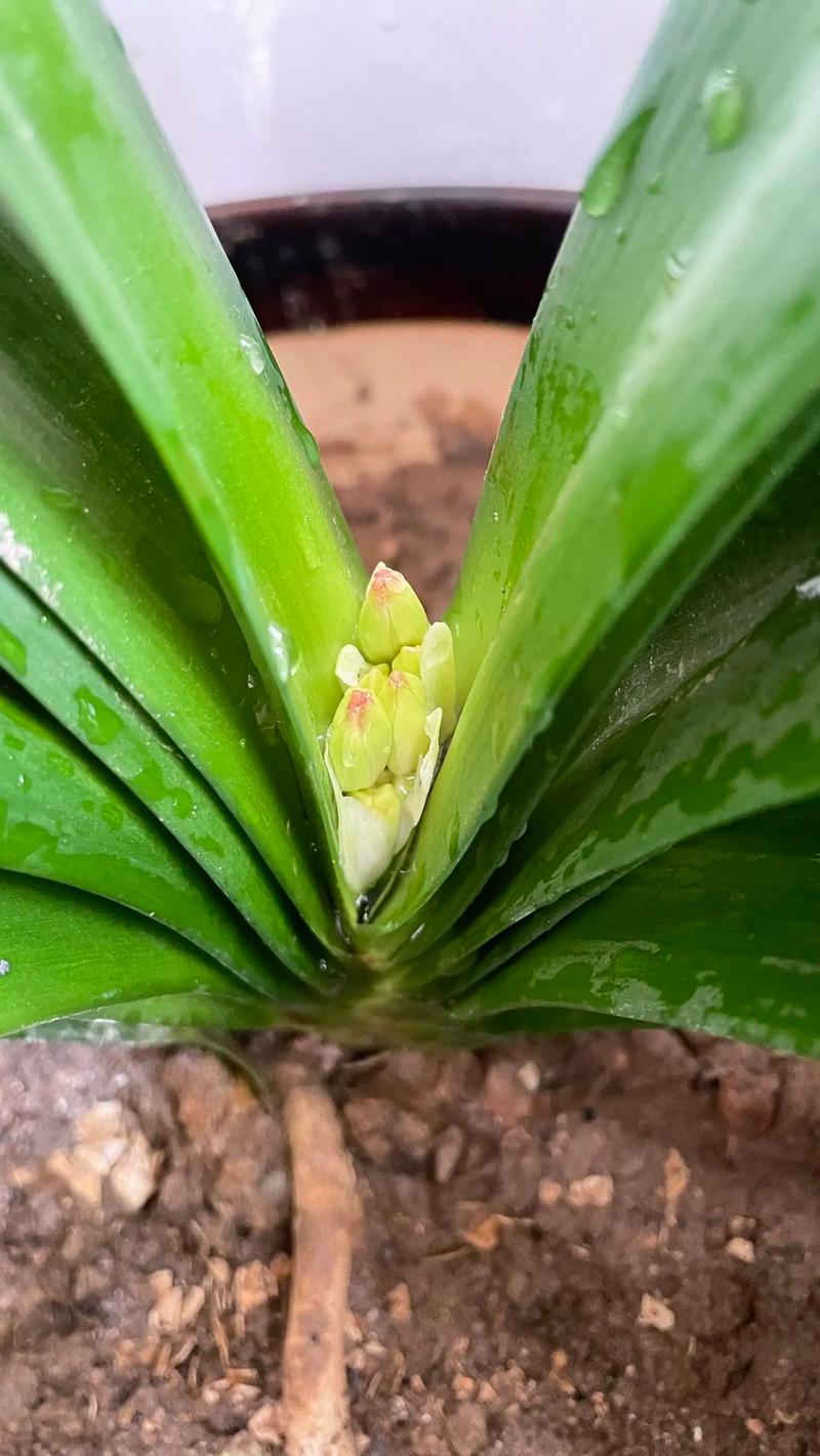 君子兰哪些品种不开花-图3 君子兰哪些品种不开花-图3