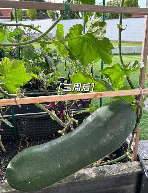 早春冷棚冬瓜种植技术-图3