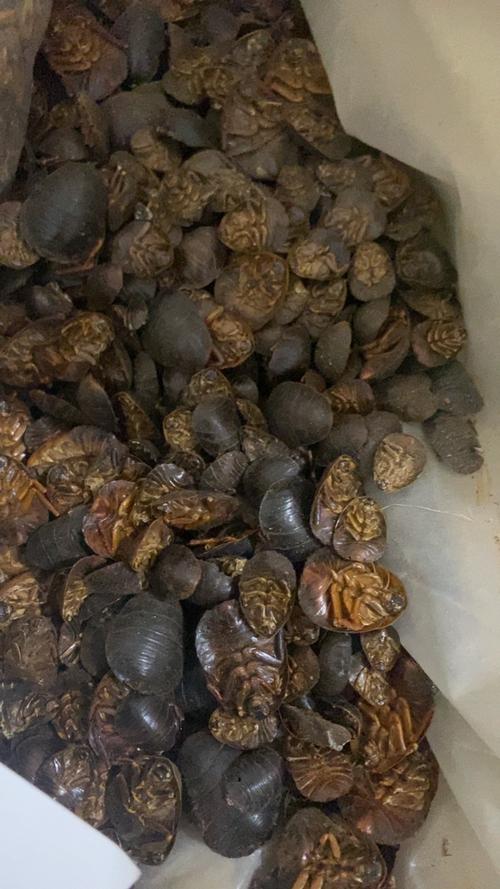 土元品种有哪些?各自特征有何差异?-图1 土元品种有哪些?各自特征有何差异?-图1