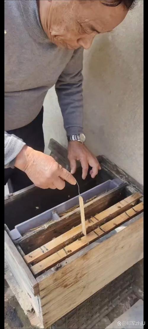 泥鳅打催产针技术视频怎么操作？-图2