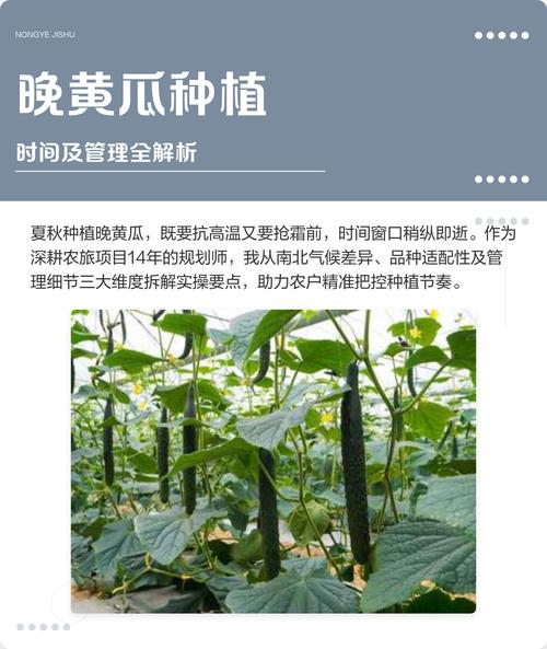 黄瓜的栽培及管理技术-图2 黄瓜的栽培及管理技术-图2