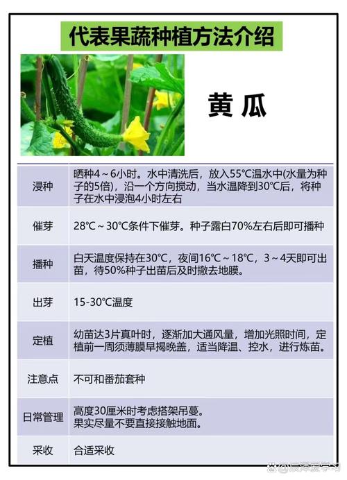 黄瓜的栽培及管理技术-图1 黄瓜的栽培及管理技术-图1