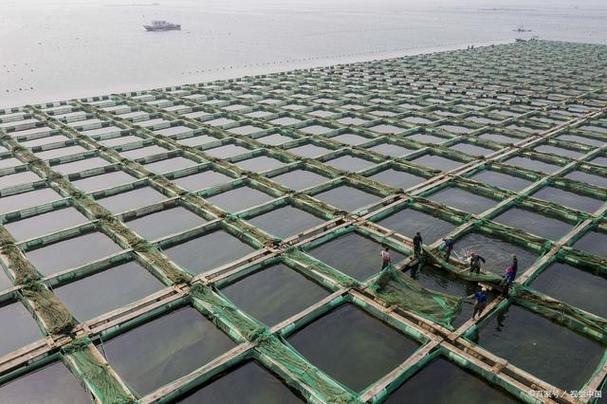 山东淡水网箱养殖技术-图1 山东淡水网箱养殖技术-图1