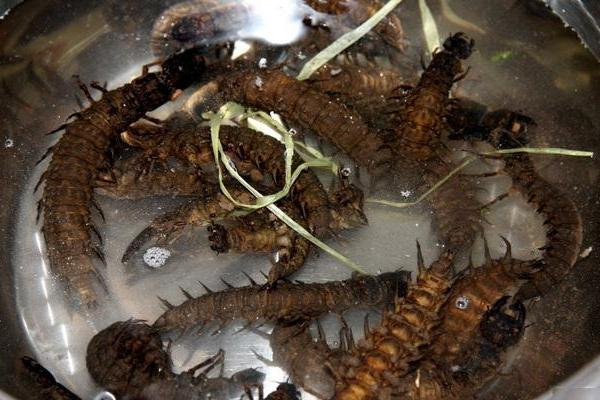 爬沙虫的养殖技术视频-图3