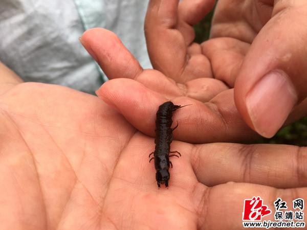 爬沙虫的养殖技术视频-图2