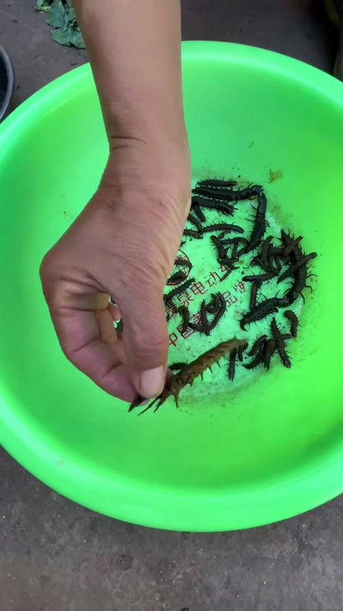 爬沙虫的养殖技术视频-图1