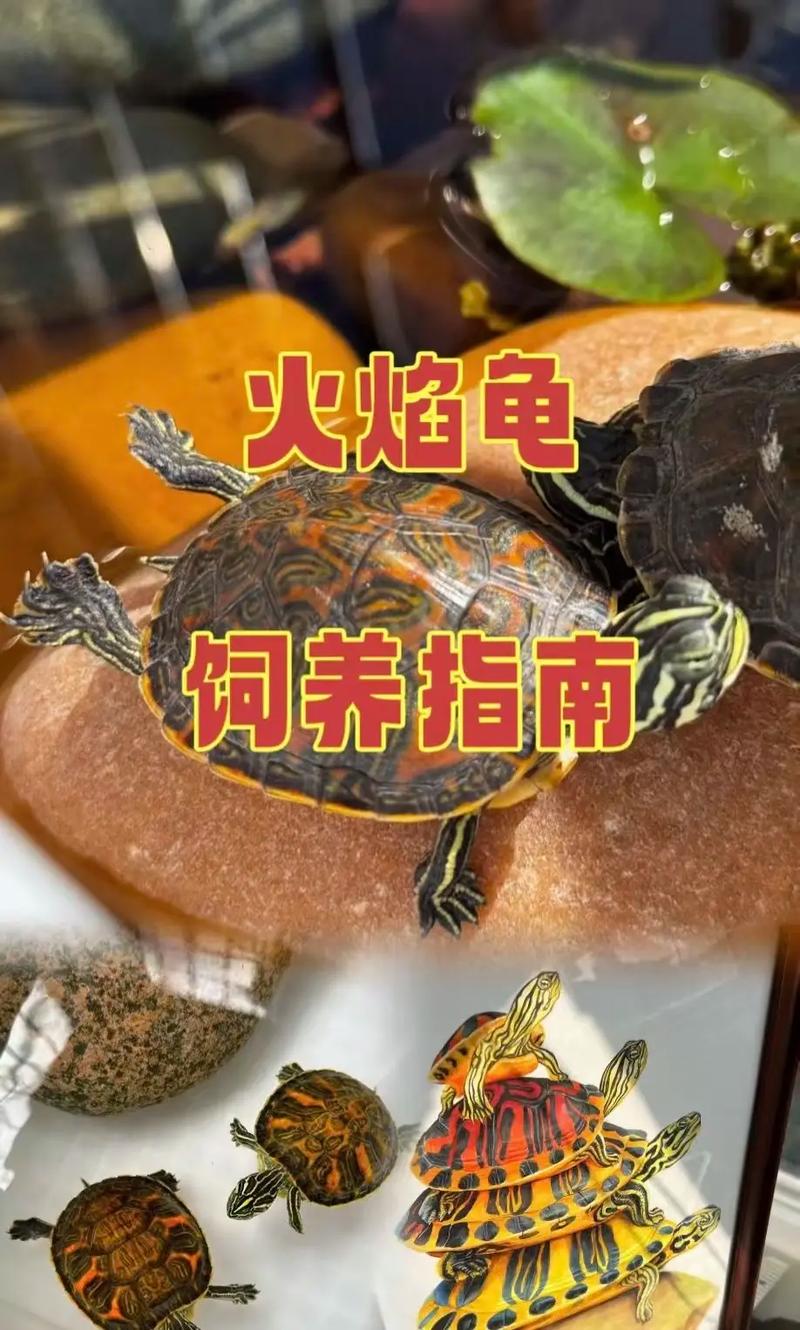 2025年火焰龟价格会涨还是跌?-图1 2025年火焰龟价格会涨还是跌?-图1
