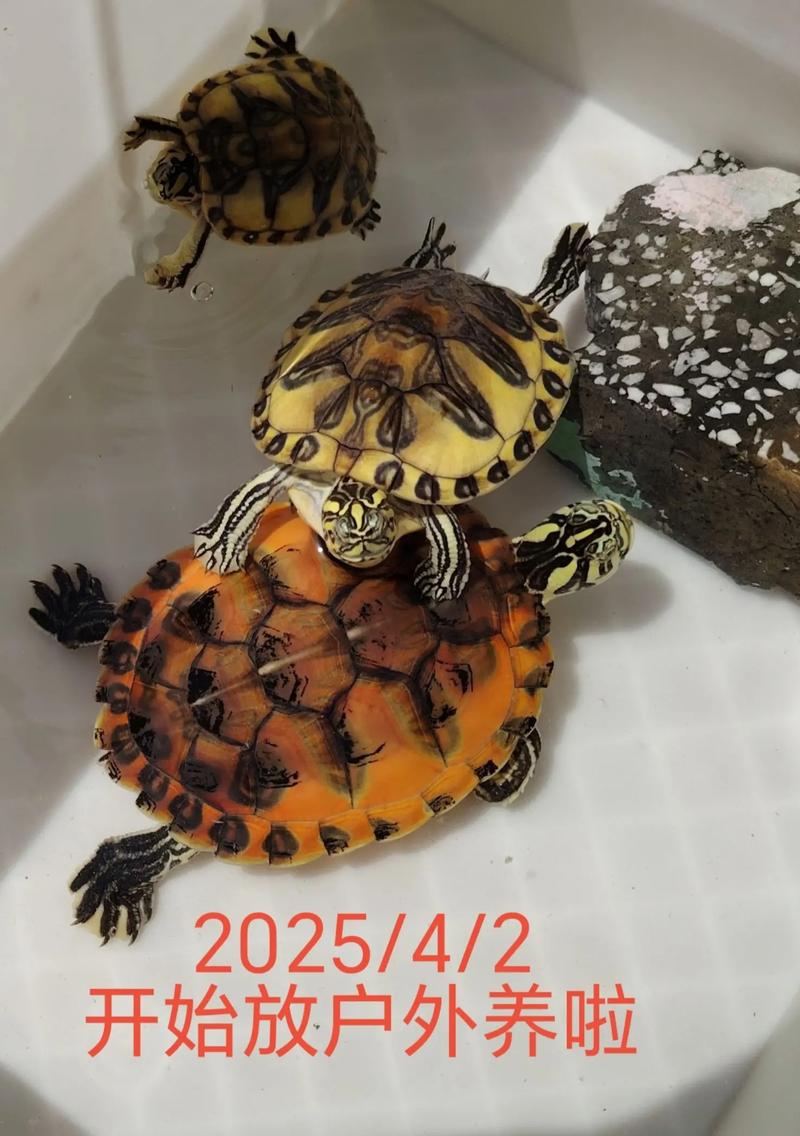 2025年火焰龟价格会涨还是跌?-图2 2025年火焰龟价格会涨还是跌?-图2