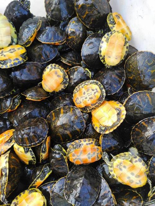 2025年火焰龟价格会涨还是跌?-图3 2025年火焰龟价格会涨还是跌?-图3