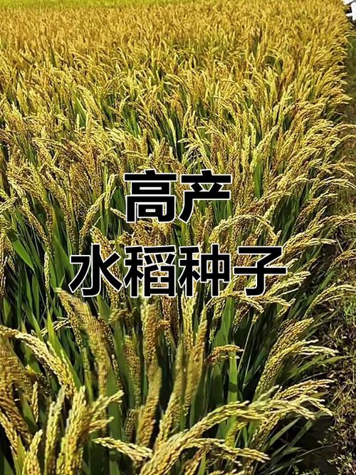 富尔水稻高产品种大全-图3