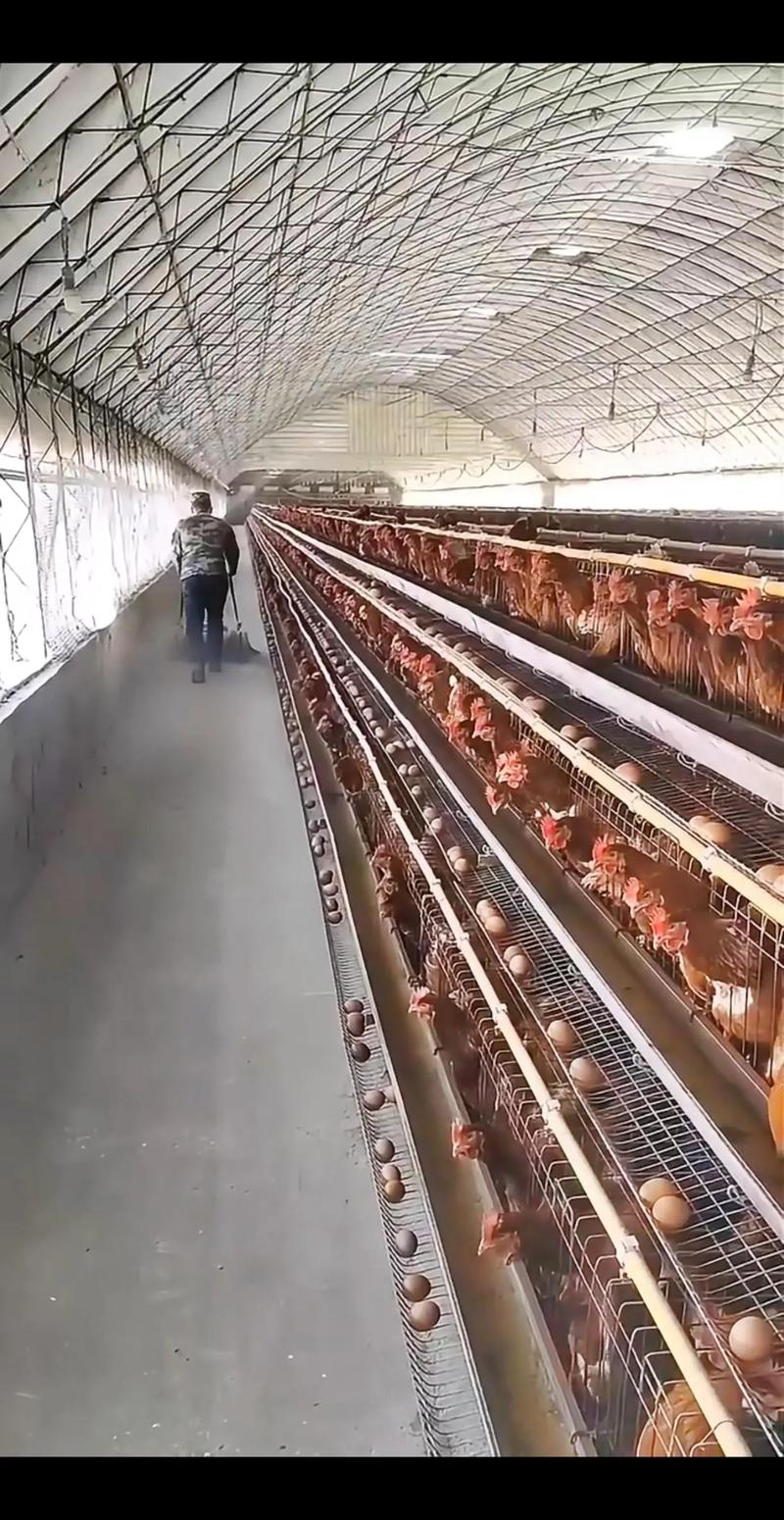 特种禽类生态养殖技术有哪些关键要点?-图3 特种禽类生态养殖技术有哪些关键要点?-图3