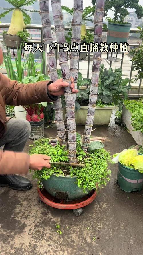 农广天地盆栽技术视频-图1 农广天地盆栽技术视频-图1