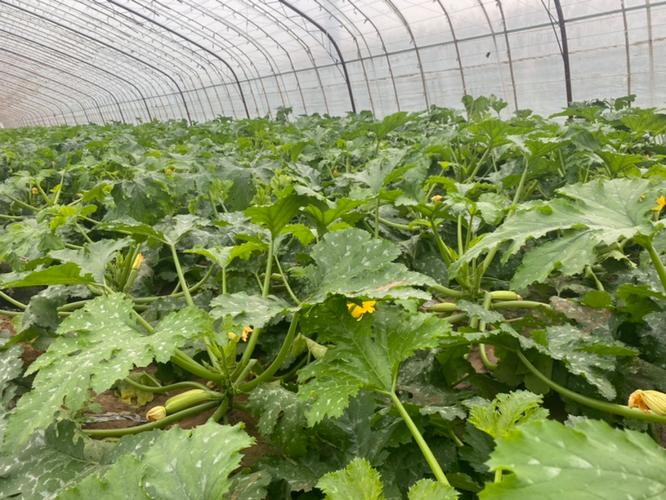 夏秋季西葫芦种植技术要点有哪些？-图2